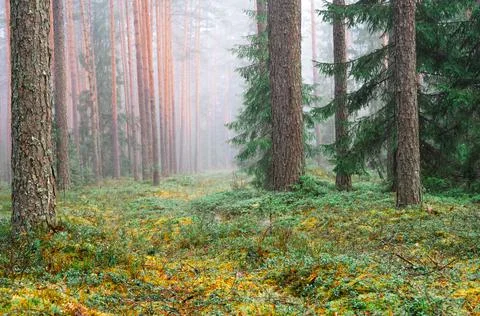 Scenic spring forest landscape Stock Photos