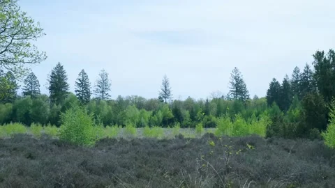 Scenic spring landscape with green sprouting trees Vídeo Stock 336594619