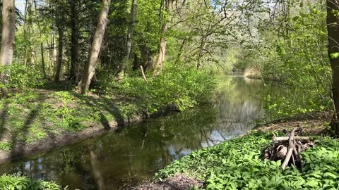 Scenic Spring Pond with Calm Reflections in Dutch Urban Nature Park Stock-Footage 334150012
