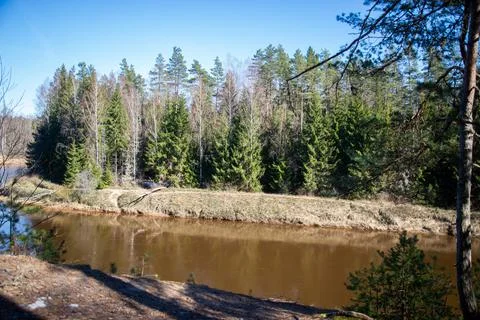 Scenic spring river view in forest with green foliage tree leaf and low water Stock Photos