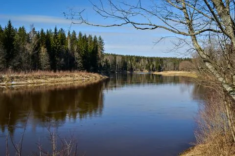 Scenic spring river view in forest with foliage tree leaf and low water Stock Photos