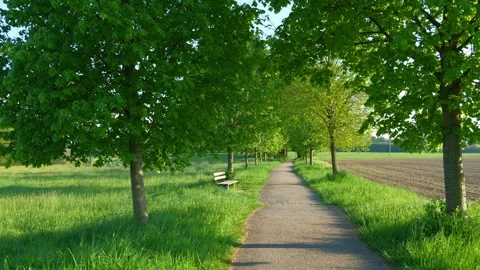 Scenic Spring Walk Through Bavarian Fields, Past Tree-Lined Avenues with Fres Stock Footage 309031981