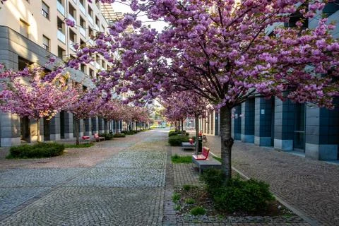 Scenic Springtime View of aPath Lined by Beautiful Cherry Trees in Blossom in Stock Photos