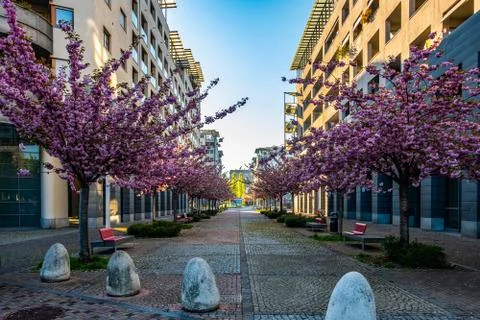 Scenic Springtime View of aPath Lined by Beautiful Cherry Trees in Blossom in Stock Photos