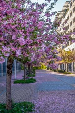 Scenic Springtime View of aPath Lined by Beautiful Cherry Trees in Blossom in Stock Photos