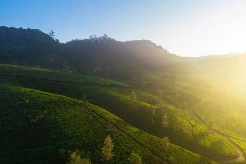 Scenic Sri Lanka Tea Fields With Morning Sunlight In Nuwara Eliya Mountains Stock Photos