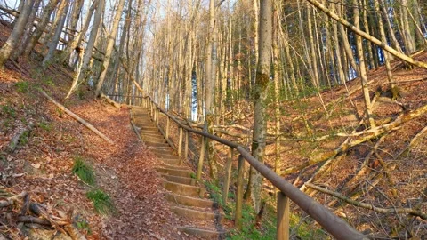 Scenic Staircase Trail Through a Bavarian Forest in Early Spring with New Lea Stock Footage 309028014