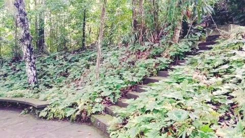 Scenic steps and lush green plants along a pathway in a tropical garden Stock Footage 346273319