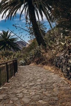Scenic stone pathway surrounded by palm trees and desert plants under a clear Stock Photos