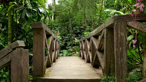 Scenic Straight Bridge Pathway Surrounded by Lush Green Nature Stock Footage 329011269