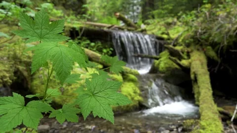 Scenic stream flowing with foliage foreground 스톡 동영상 345000169