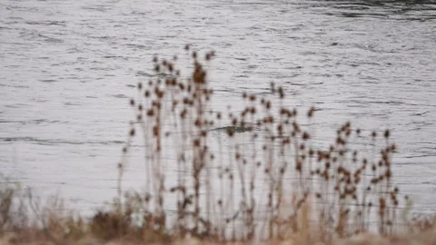 Scenic Stream Flowing Slowly Through Nature Video stock 327082256