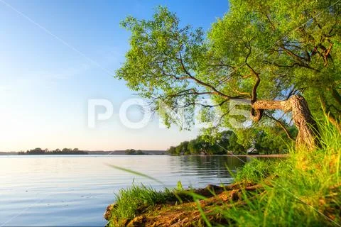 Scenic summer landscape with tree on lake shore in sunlight in afternoon. Stock Photos