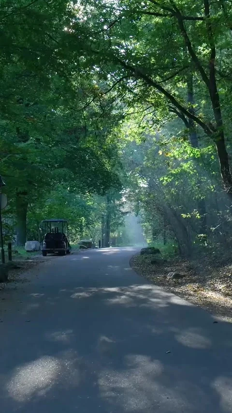 Scenic sun rays piercing through green forest trees Stock Footage 327108781