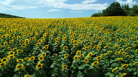 Scenic Sunflowers Stock Footage 340778067