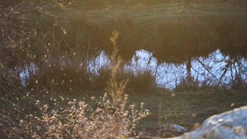 Scenic Sunlit Pond with Reflections Stock Footage 282934086