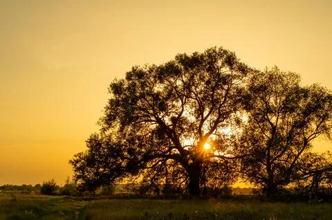 Scenic sunset with a beatiful tree Stock Photos