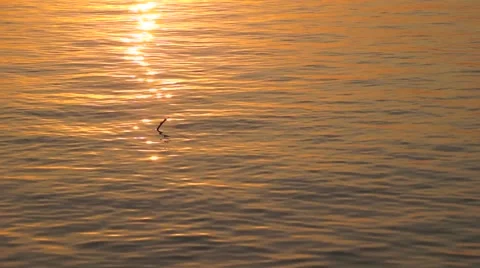 Scenic sunset over calm river Stock Footage 52372378