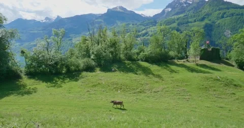Scenic Swiss Alps Meadow with Cows and Ruins Stock Footage 303455953