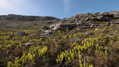Scenic - Table Mountain National Park pan across Fynbos 01 Stock Footage 249684569