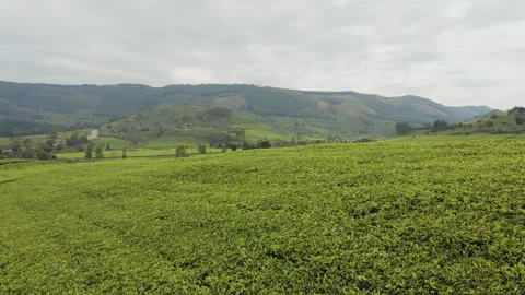 Scenic Tea Fields with rolling hills in Western Uganda Stock Footage 234887205