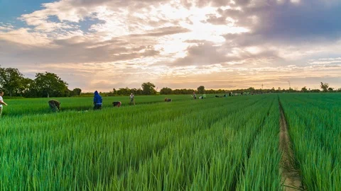 Scenic Time Lapse of Workers on Lush Green Field  Stock Footage 120692497