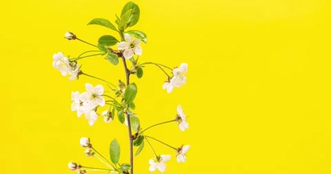 Scenic timelapse of fruit tree buds flowering. Blooming tree branch 動画素材 154551960