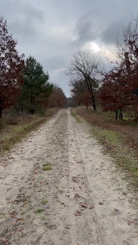 Scenic tracking shot over mossy heathland and a dirt road in the Netherlands. Stock-Footage 340850192