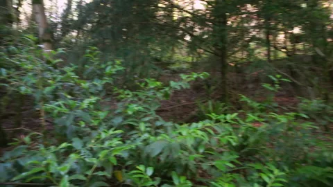 Scenic trail in a dense forest in Khosta Yew-Tree Grove 库存影片 112667662