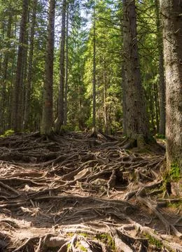 Scenic Trail full of roots in the middle of wooden coniferous forrest Stock Photos