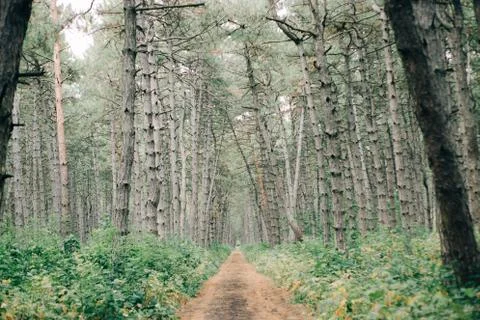 Scenic trail in the pine forest in the spring Stock Photos