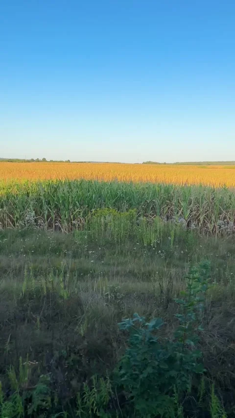 Scenic train window view of golden fields in Poland during a sunny summer day.  Stockbeeldmateriaal 345250445