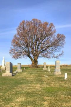 Scenic tree at the cemetery. Stock Photos