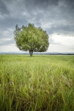 Scenic tree in a grassy field. Stock Photos