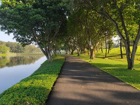 Scenic Tree Lined Lakeside Park Path Under Morning Sunlight Stock Photos