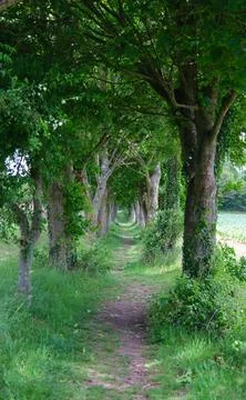 Scenic tree-lined path in a lush green landscape on a sunny day Stock Photos