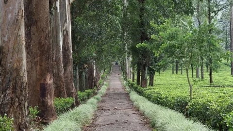 Scenic tree-lined path through tea plantation Stock Footage 337767501