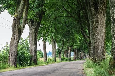 Scenic tree-lined road with lush green canopy and weathered bark Stock Photos
