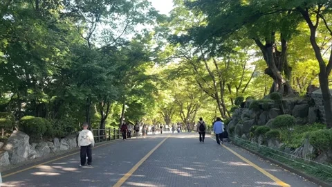 Scenic tree-lined road on Namsan Mountain in Seoul, South Korea, surrounded by l Stock Footage 346957432