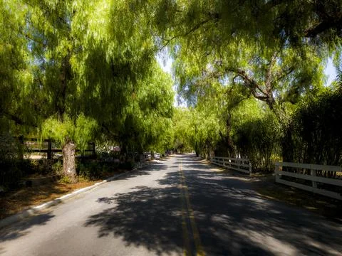 Scenic tree-lined road surrounded by lush greenery and dappled sunlight Fotos de archivo
