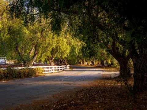 Scenic tree-lined road with white fence and golden hour sunlight filtering .. Fotos de archivo