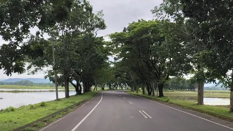 Scenic Tree-Lined Rural Road Through Rice Fields and Countryside Landscape Stock Footage 335999172
