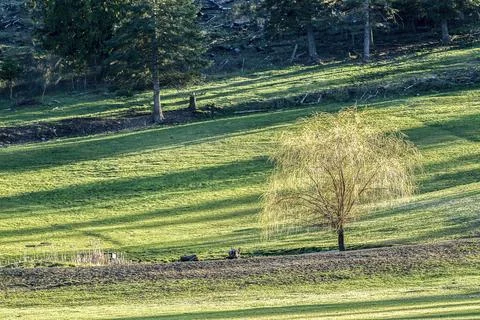 Scenic tree in pasture. Stock Photos