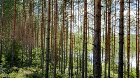 Scenic trees trunks Stock Footage 68510018