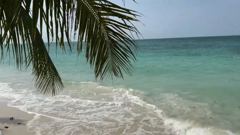 Scenic Tropical Beach with Lush Forest and Calm Sea Video stock 342266657