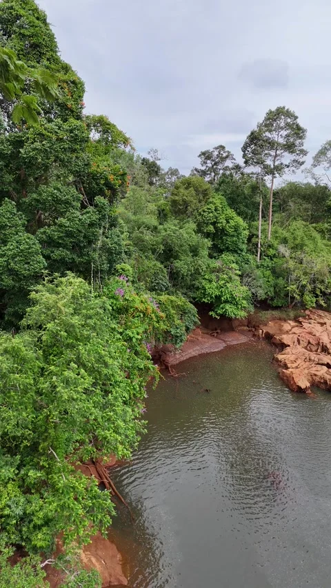 Scenic Tropical River Flowing Through Lush Jungle in Khao Sok, Thailand Stock Footage 335962909