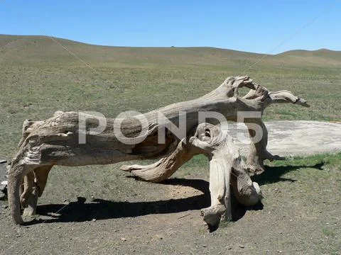 Scenic trunk in gobi desert Stock Photos