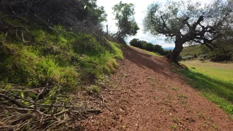 Scenic Uphill Path Leading to a Forest Stock Footage 303487844