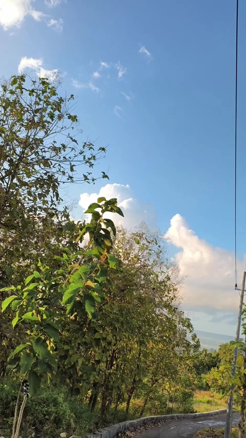 Scenic Vertical View of Green Forest Road and Blue Sky with Fluffy Clouds Stock Footage 340465811