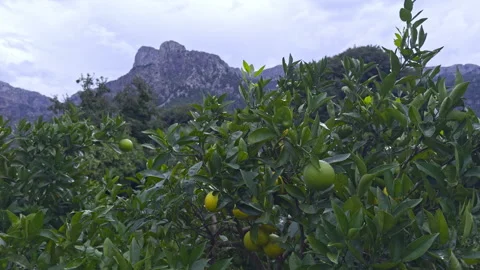 Scenic view across citrus trees loaded with green and yellow fruit, with rugged Stock Footage 345077898